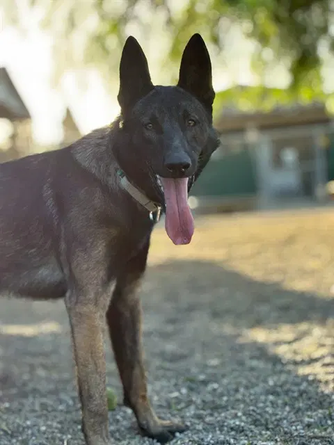 Champ - Dutch Shepherd