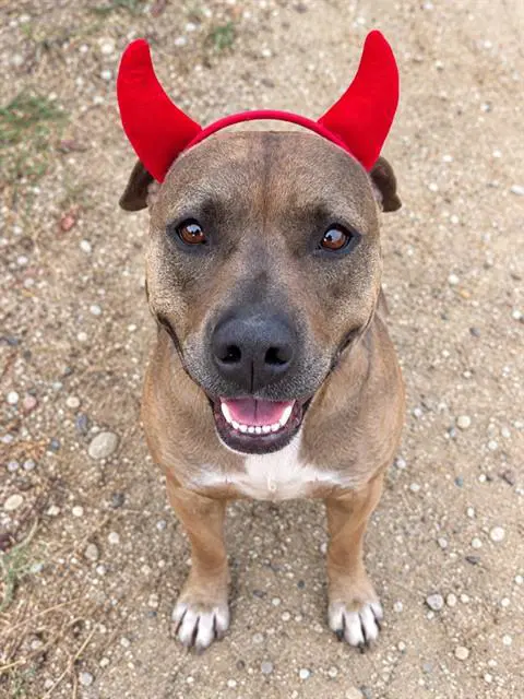 Romeo - Pit Bull Terrier