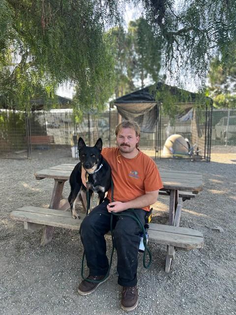 Drake, Australian Kelpie / Mixed (medium coat)