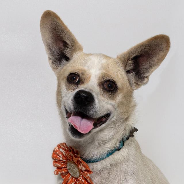Trudy, Chihuahua