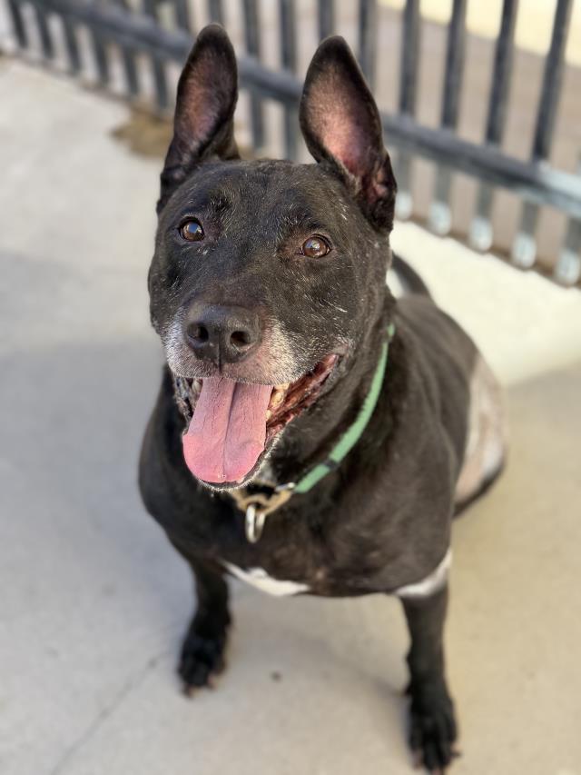 Steven, Labrador Retriever