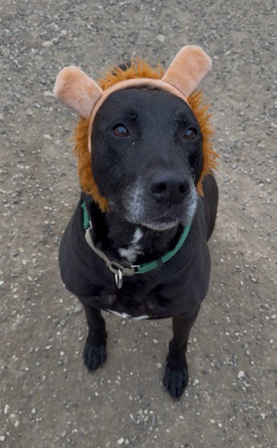 Steven, Labrador Retriever / Mixed (medium coat)