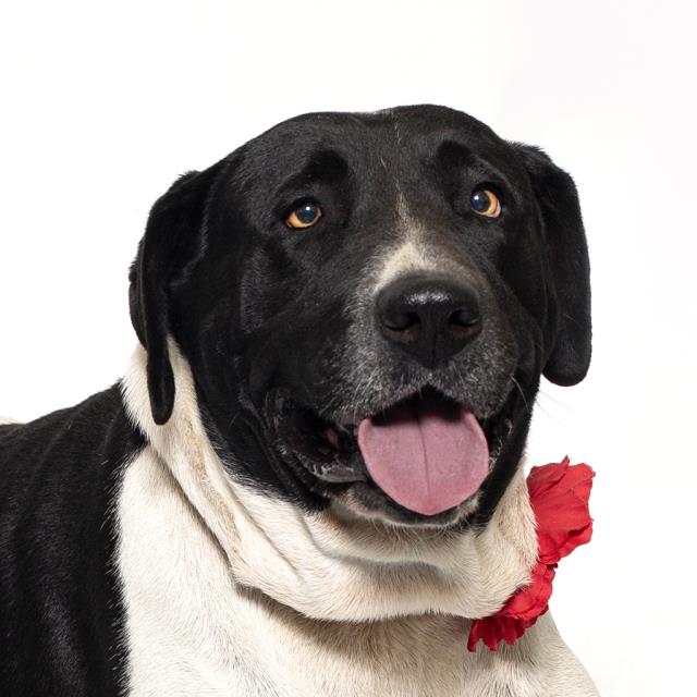 Gloria, Pit Bull Terrier