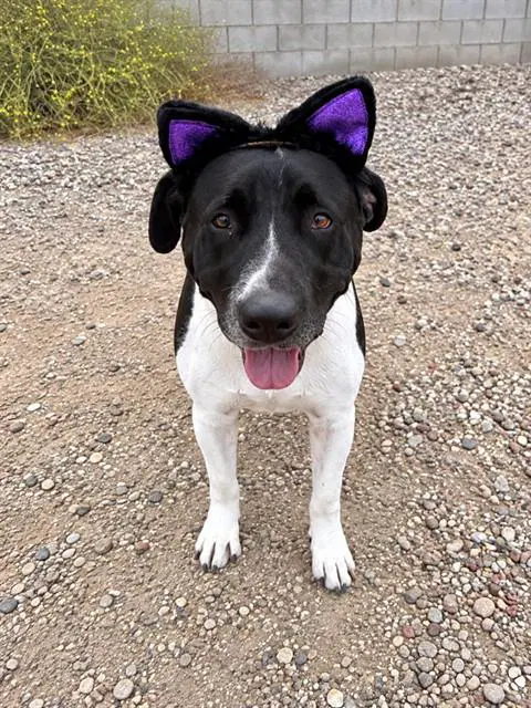 Gloria - Pit Bull Terrier