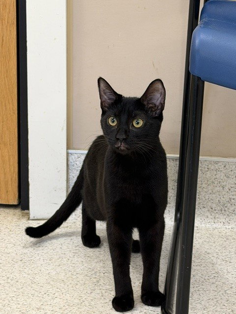 Binks, Domestic Short Hair