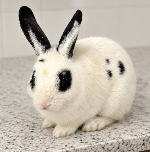 ROSA, a rabbit for adoption from Santa Barbara County Animal Services - Lompoc