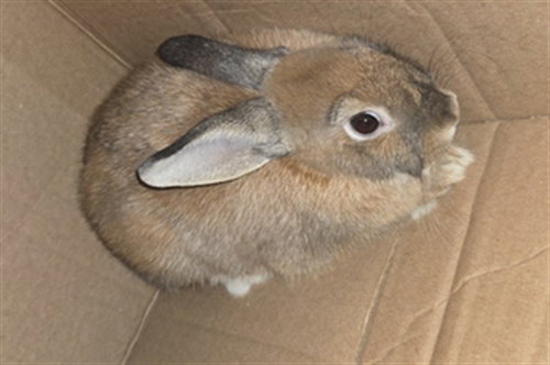 ROBIN, a rabbit for adoption from Santa Barbara County Animal Services - Lompoc