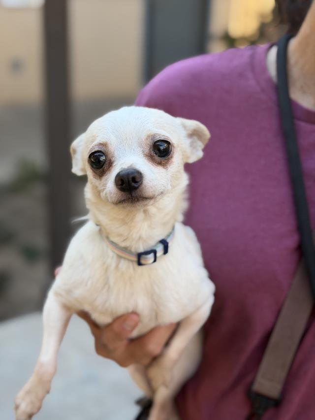 Gummy, Chihuahua