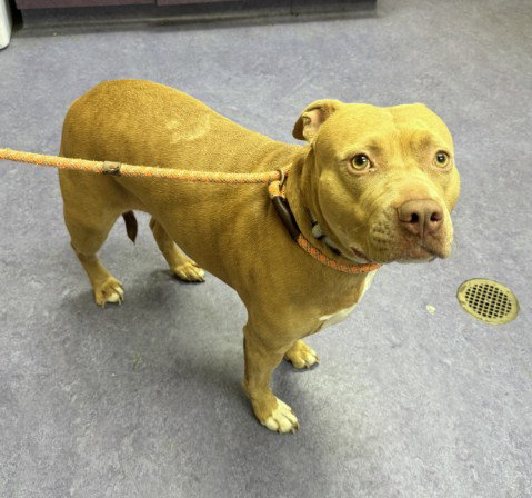 BABY, a dog for adoption from Santa Barbara County Animal Services - Lompoc