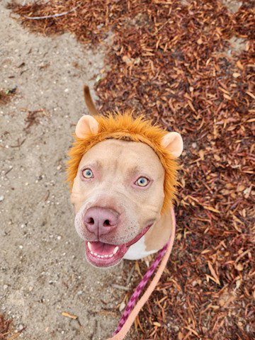 Baby, Pit Bull Terrier (medium coat)