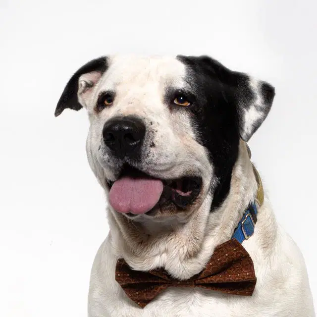 Moto - Pit Bull Terrier