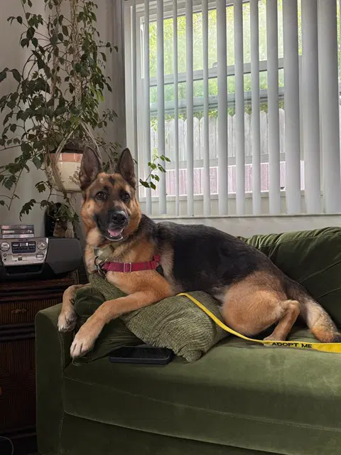 Clover - German Shepherd Dog