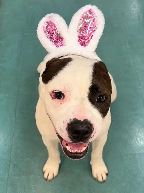Topanga - Pit Bull Terrier