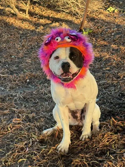 Topanga - American Bulldog