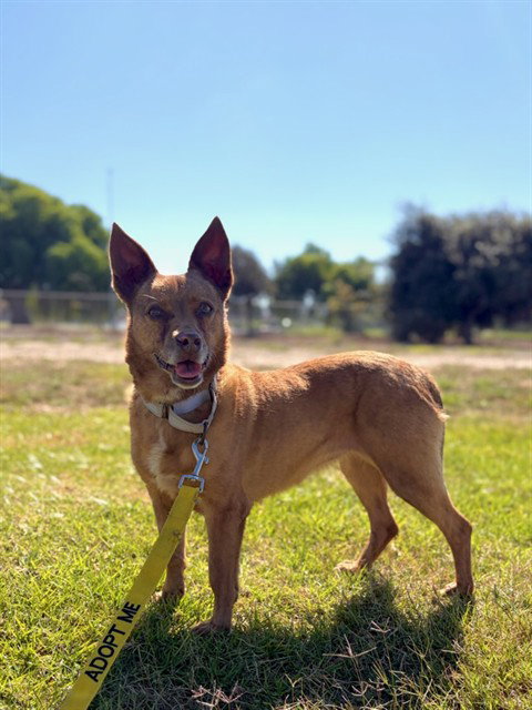 Dancer, Australian Cattle Dog/Blue Heeler / Mixed (medium coat)
