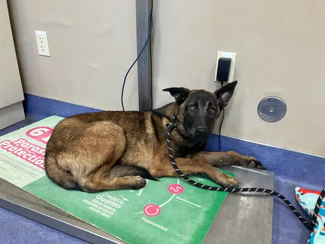 Lil Schae - Belgian Shepherd Malinois