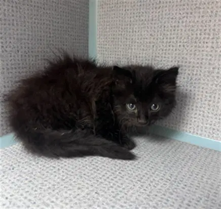 Pumpernickel - Domestic Medium Hair