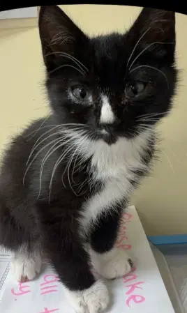 Jellybean - Domestic Short Hair