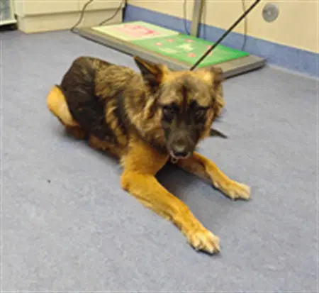 Harley - German Shepherd Dog