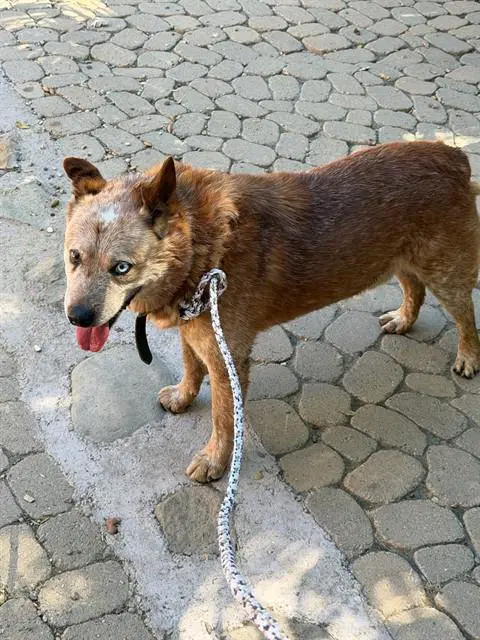 Bud - Queensland Heeler