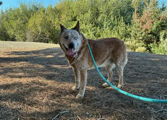 Bud - Queensland Heeler