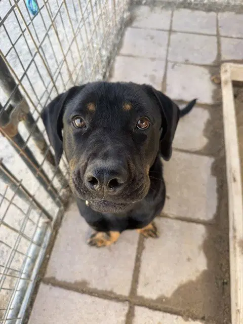 Nevaeh - Rottweiler