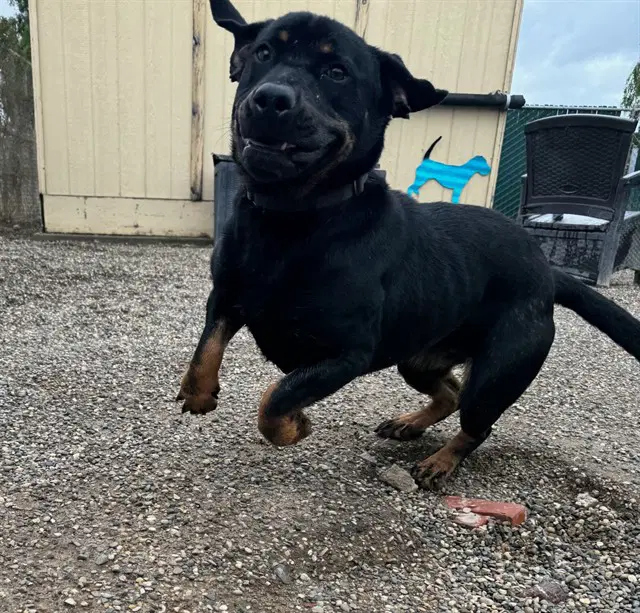 Nevaeh - Rottweiler