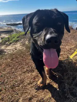 Nevaeh - Rottweiler