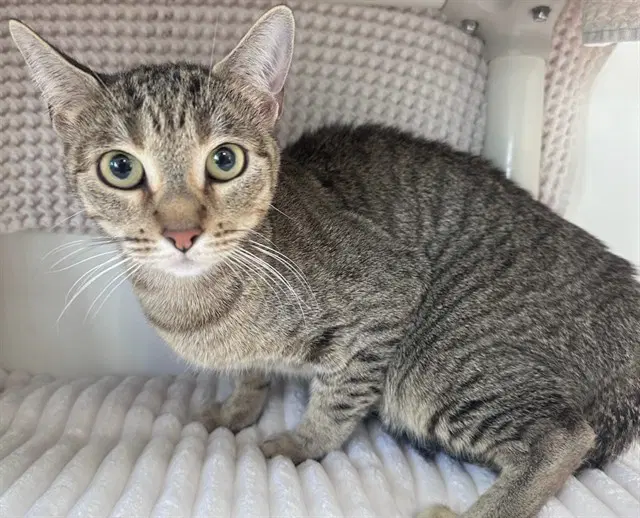 Mittens - Domestic Short Hair