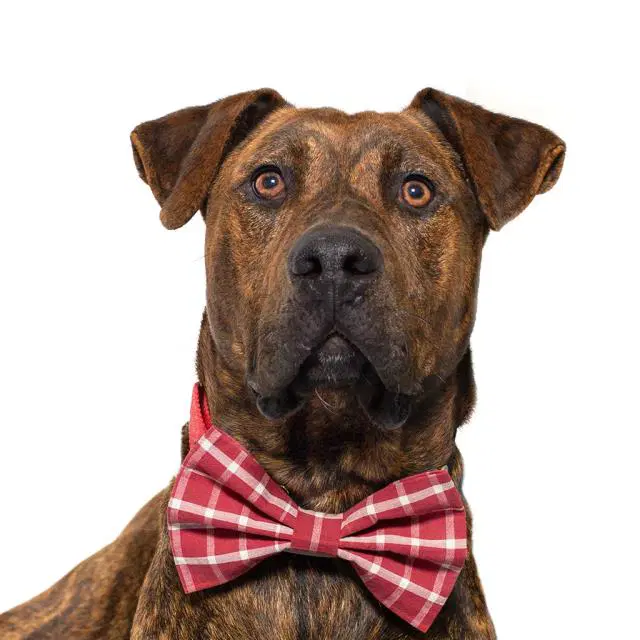 Sully - Plott Hound