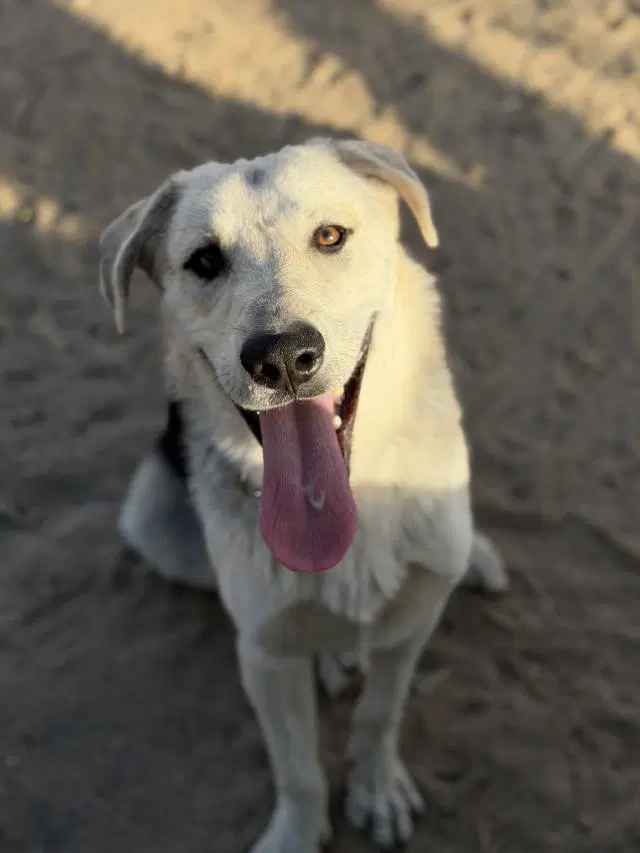 Artie - Anatolian Shepherd