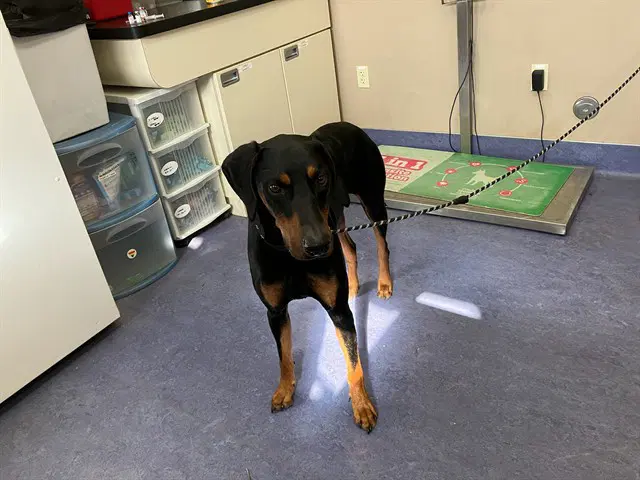 Onyx - Doberman Pinscher