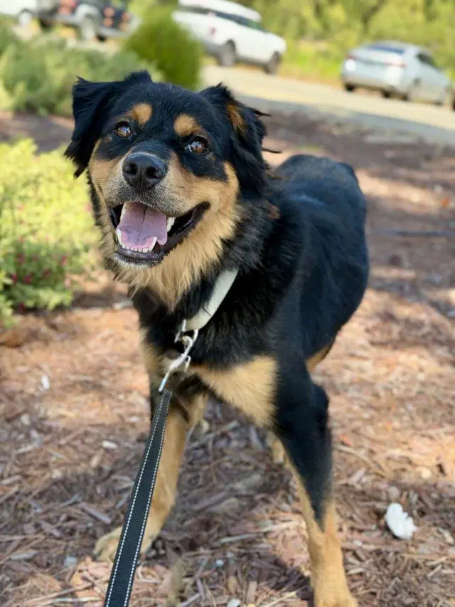 Ollie - Australian Shepherd
