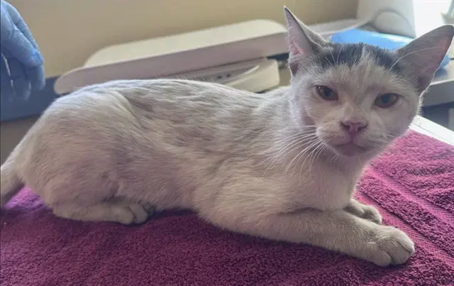 Mochi - Domestic Short Hair