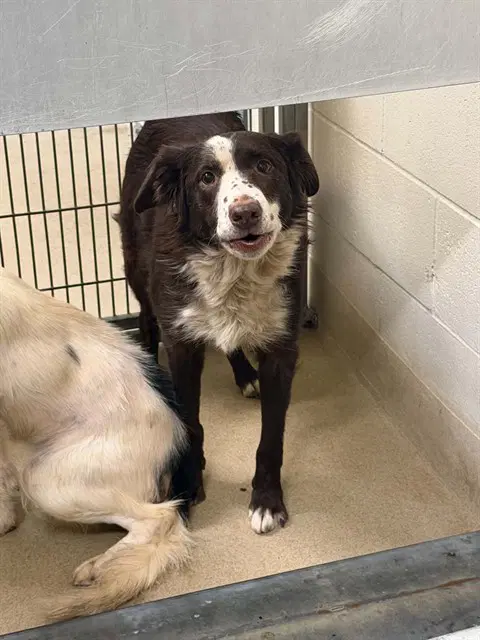 Coco - Australian Shepherd