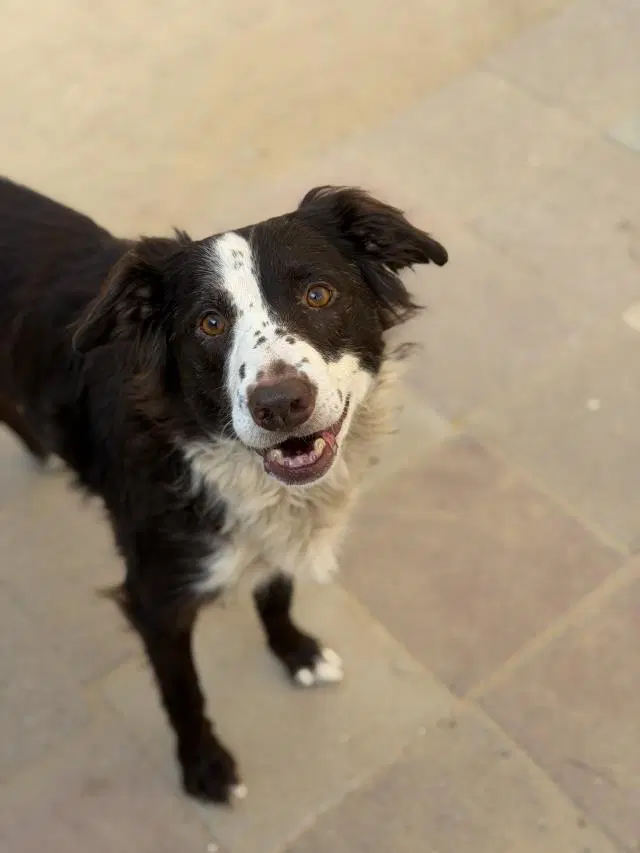 Coco - Australian Shepherd
