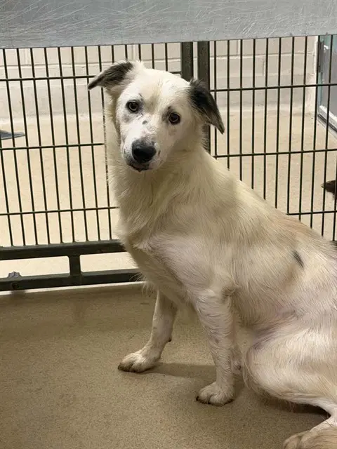 Ursula - Border Collie