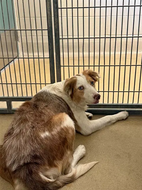 Kathy - Border Collie