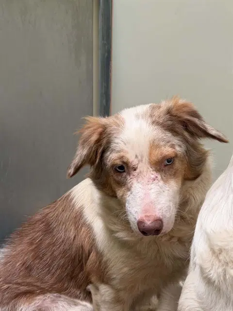 Emma - Border Collie