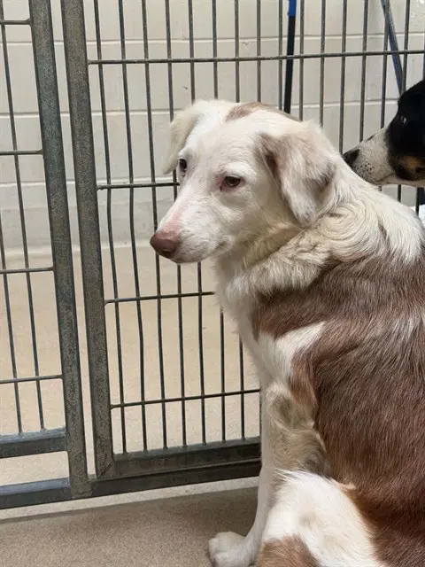 Janice - Border Collie