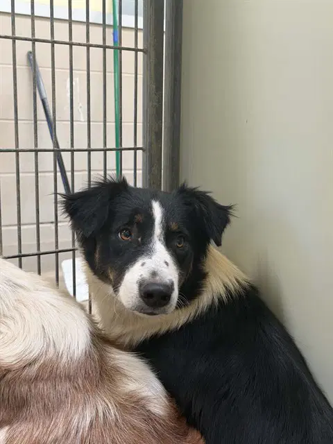 Emily - Border Collie