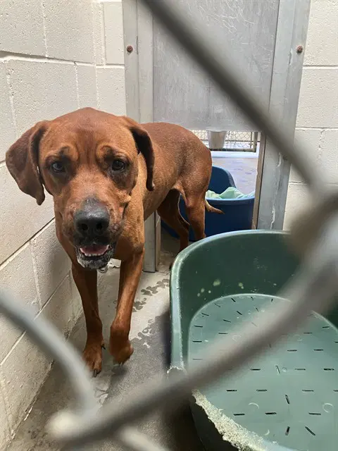 Cora - Mastiff