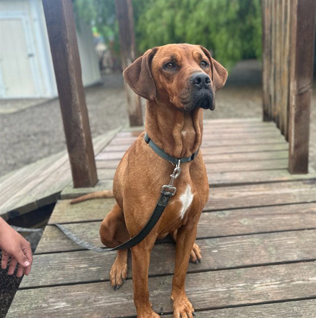 CORA
