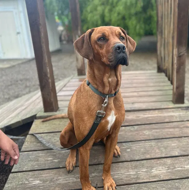 Cora - Mastiff
