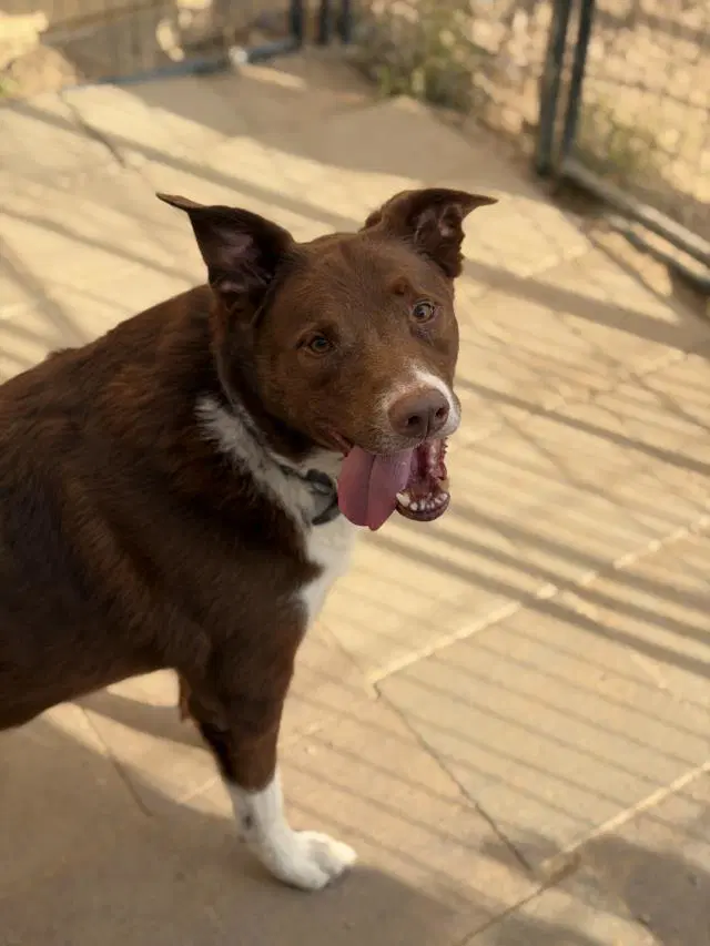Ranger - Border Collie