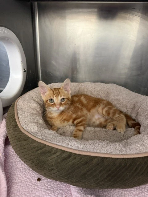 Cheddar