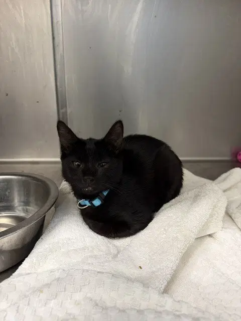 Count Dracula - Domestic Short Hair