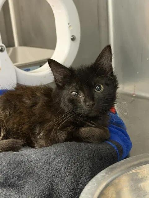 Mavis Dracula - Domestic Short Hair
