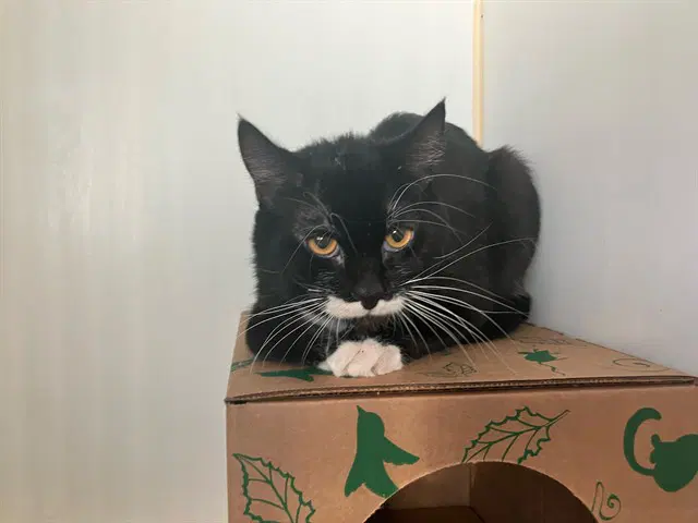 Cary Grant - Domestic Short Hair