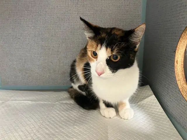 Autumn - Domestic Short Hair